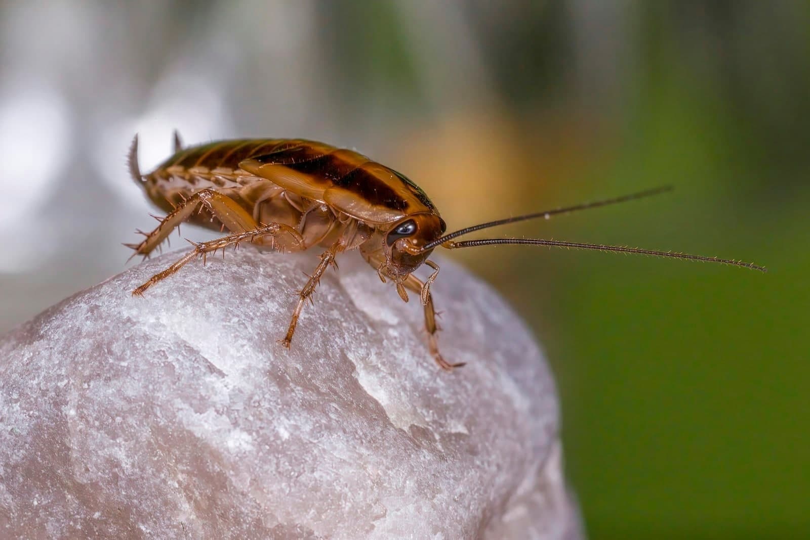 Cockroach on a textured surface, representing inspection and roach identification