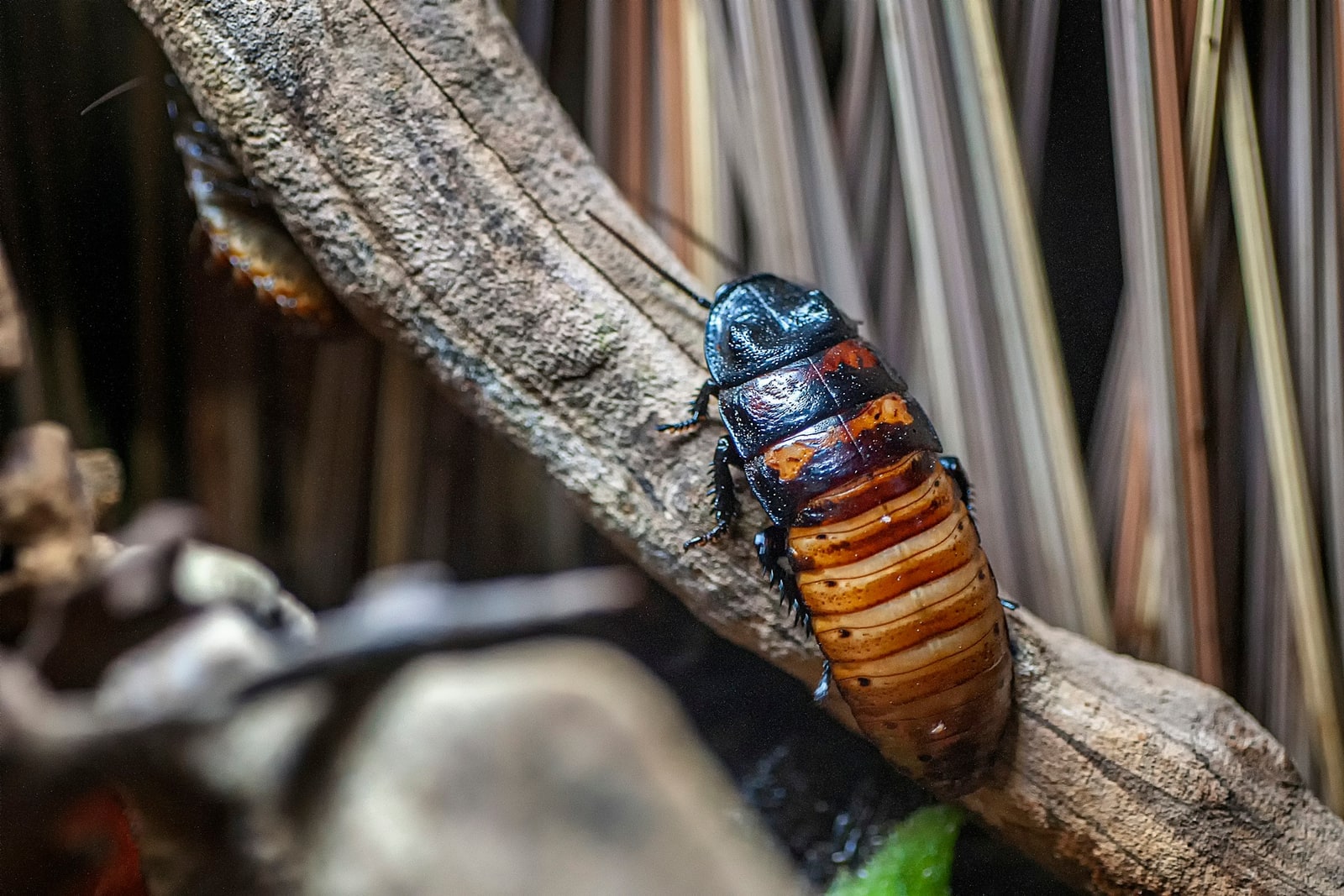 Side view of one roach on a tree branch with a calm natural background