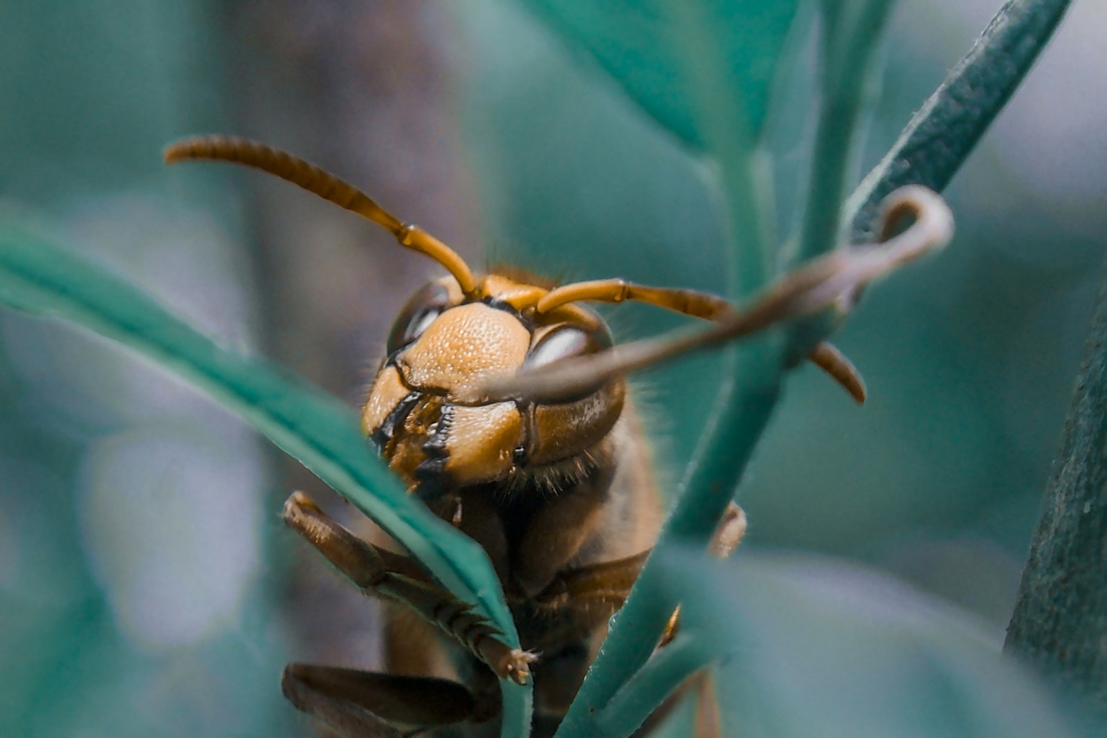 Single wasp resting on green plant stems among leaves