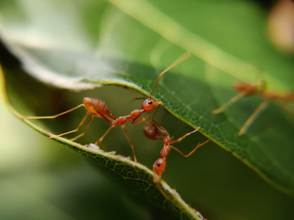 Macro photo of ants on a green leaf outdoors