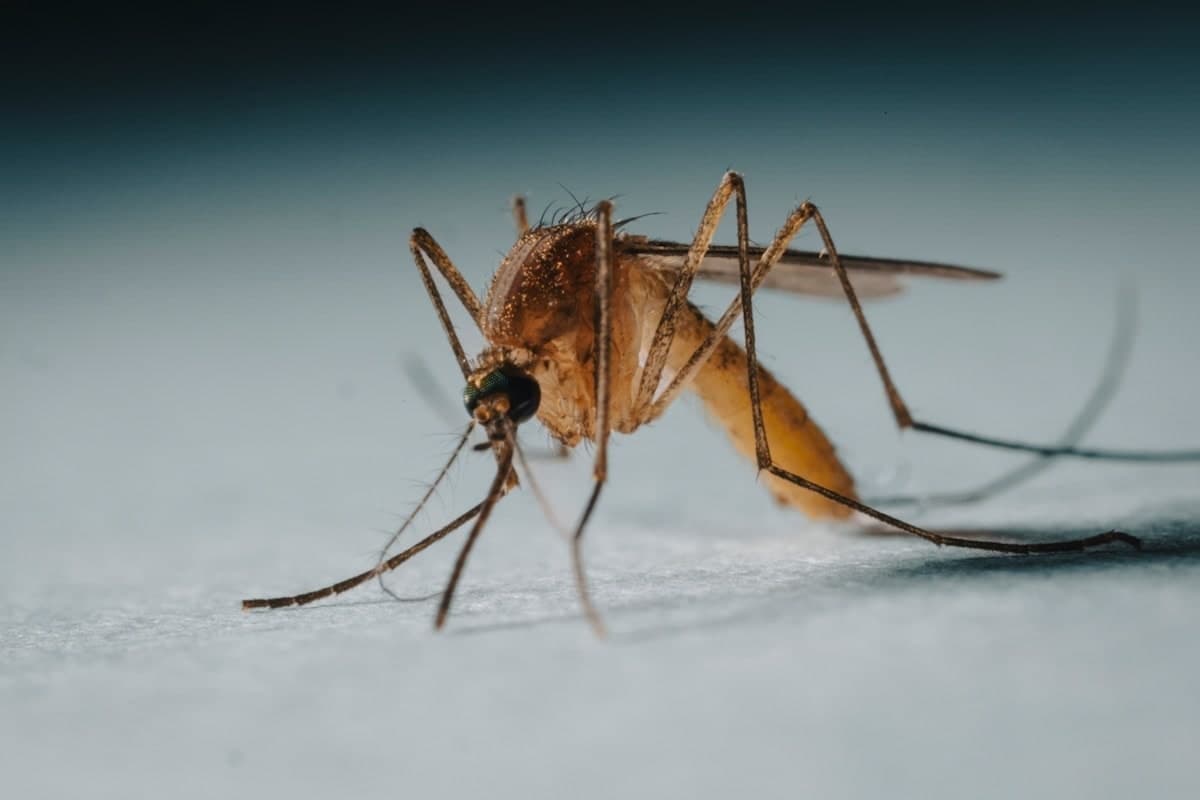 Mosquito on a light neutral surface