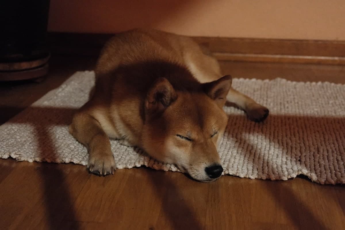 Dog resting calmly on a rug at home