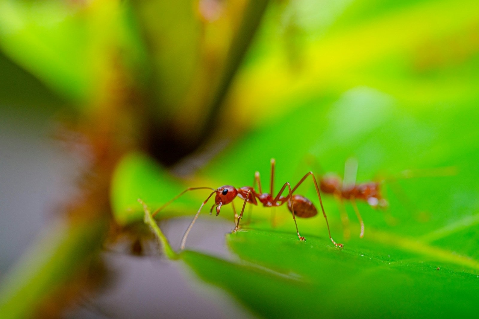 Close-up of ants on a green leaf, illustrating outdoor ant activity