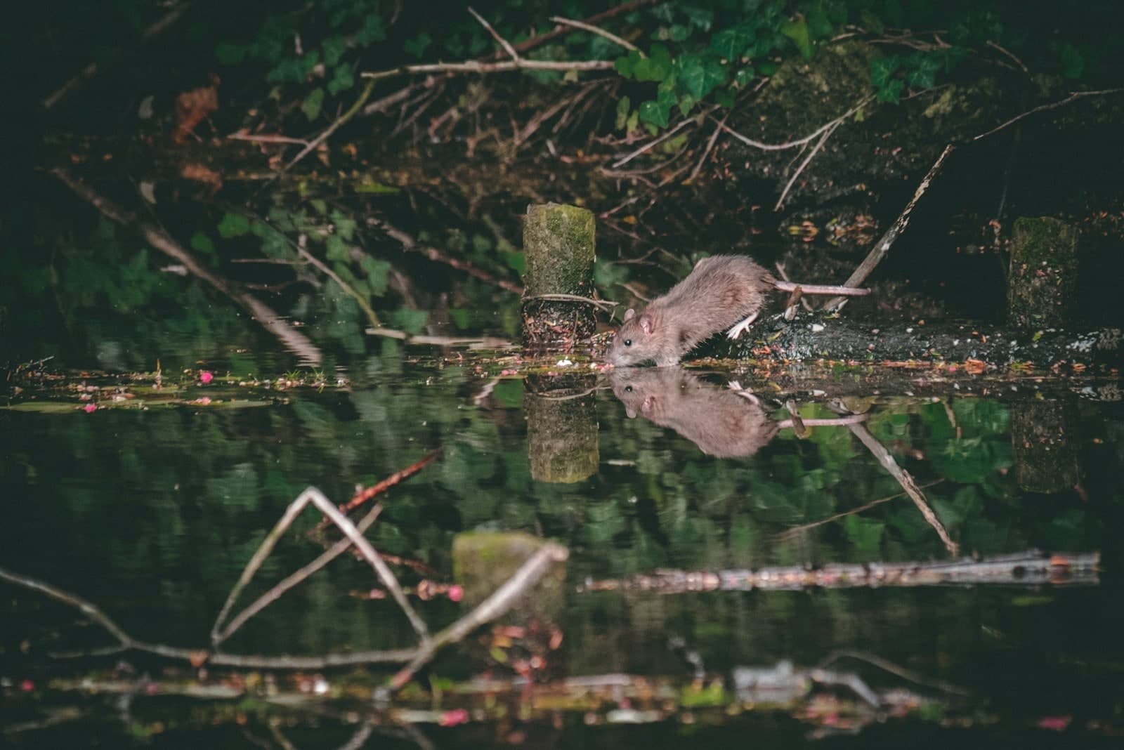 Small rodent in an outdoor natural setting