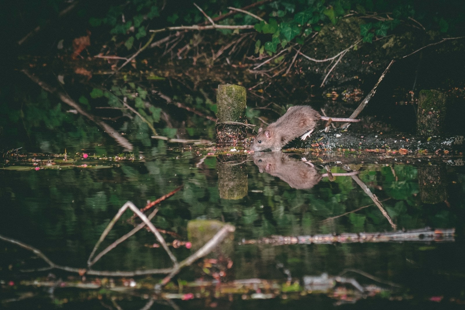 Small rodent in an outdoor natural setting