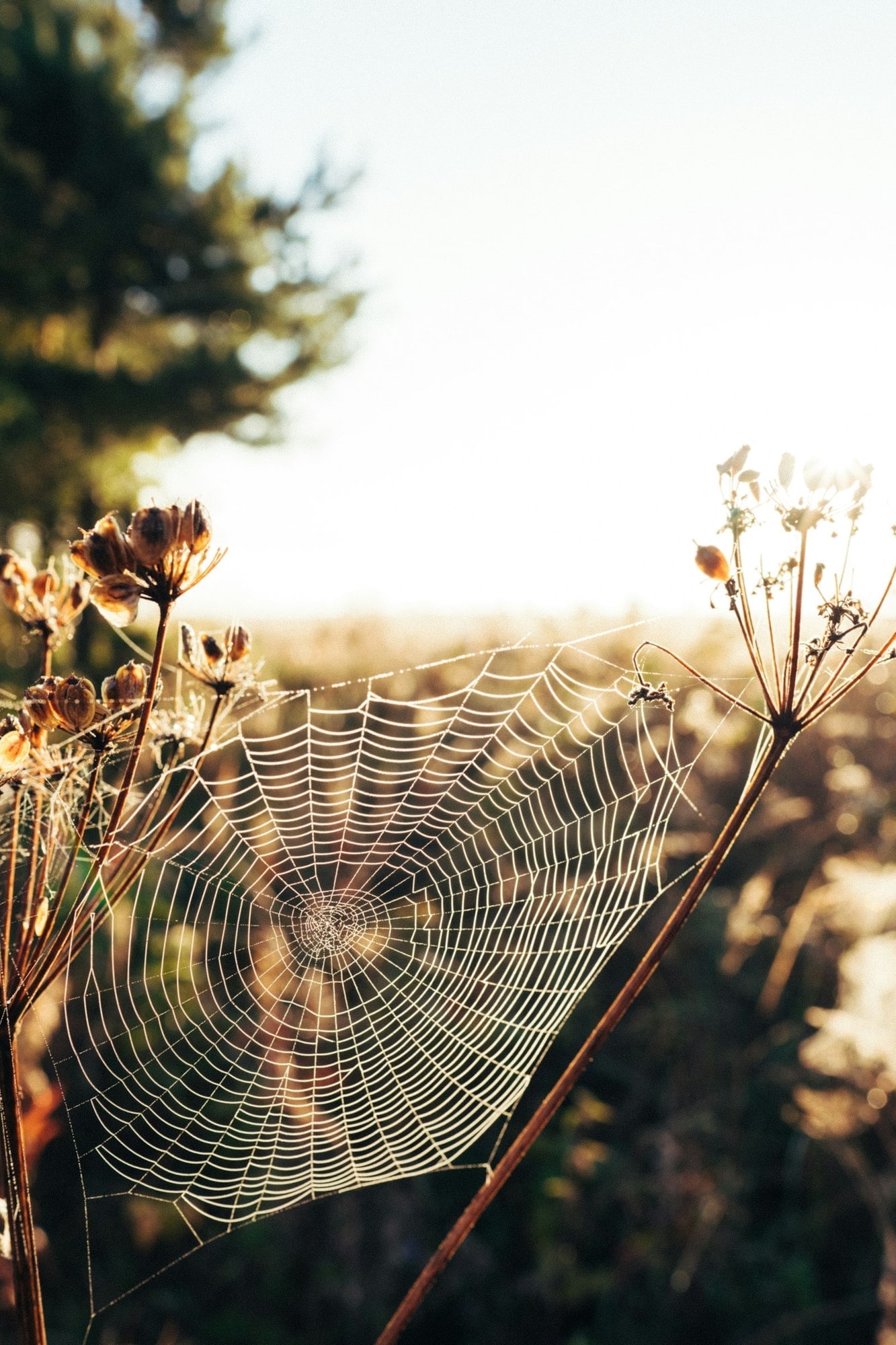 Spider web with soft natural light, representing common perimeter pest concerns
