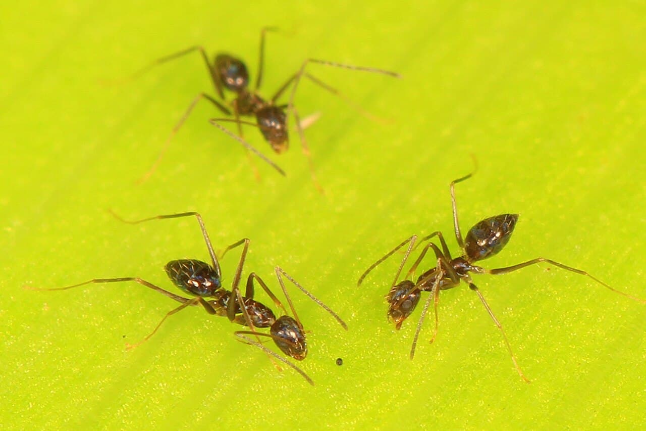 Longhorn crazy ant (Paratrechina longicornis) photographed in Florida