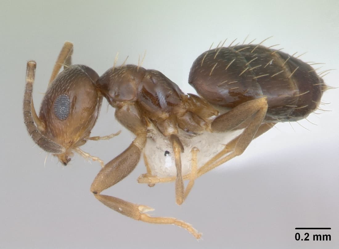 Dark rover ant (Brachymyrmex patagonicus) worker in profile