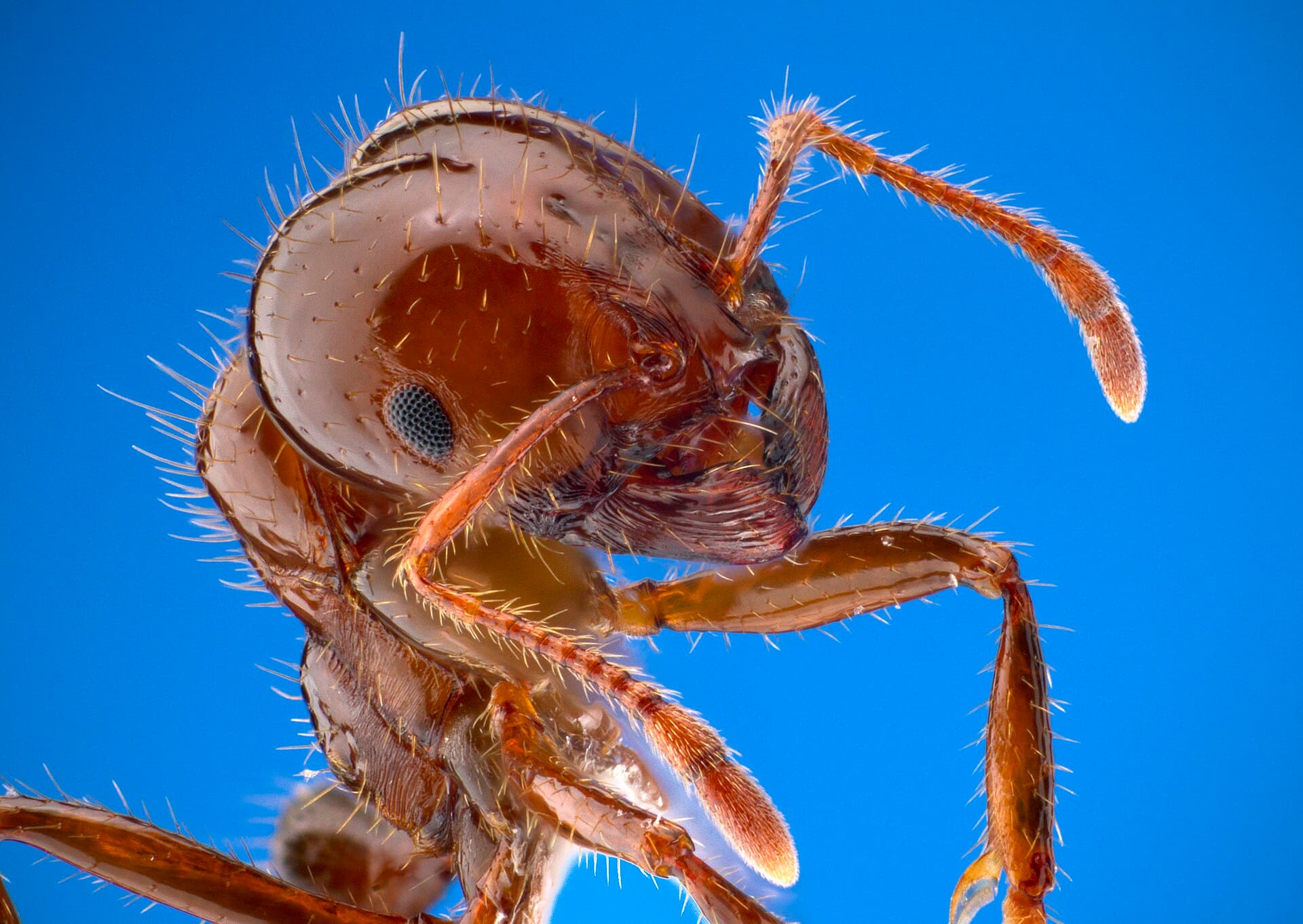 Red imported fire ant (Solenopsis invicta) worker, a common Central Florida yard species