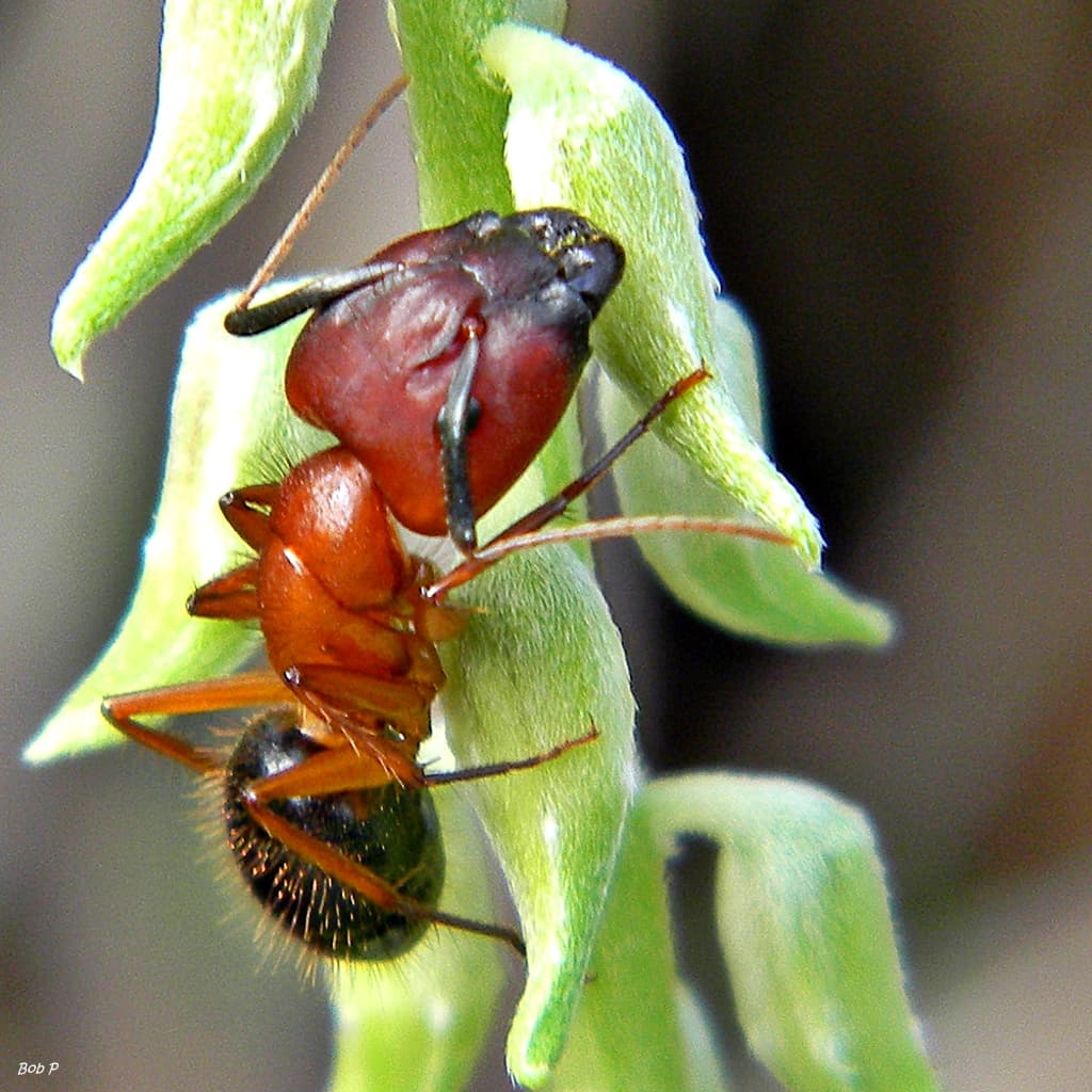 Florida carpenter ant (Camponotus floridanus) major worker on a plant
