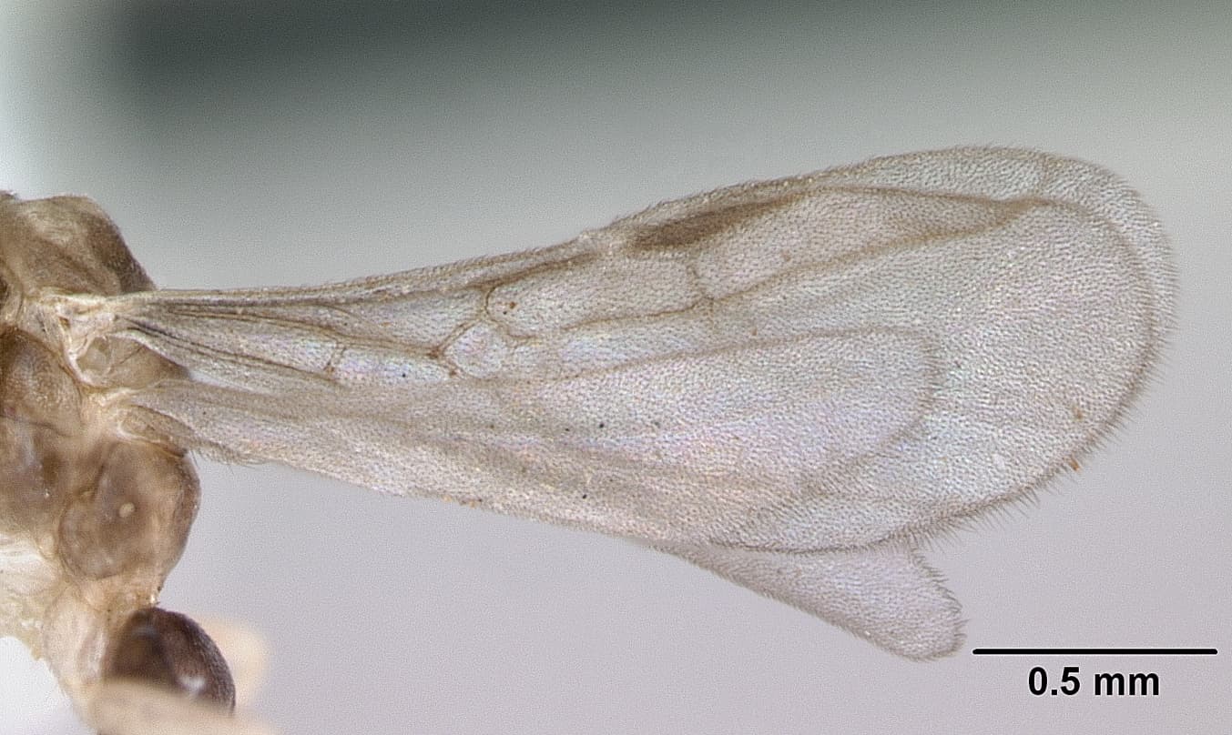 Ghost ant (Tapinoma melanocephalum) worker in profile, dark head with pale abdomen