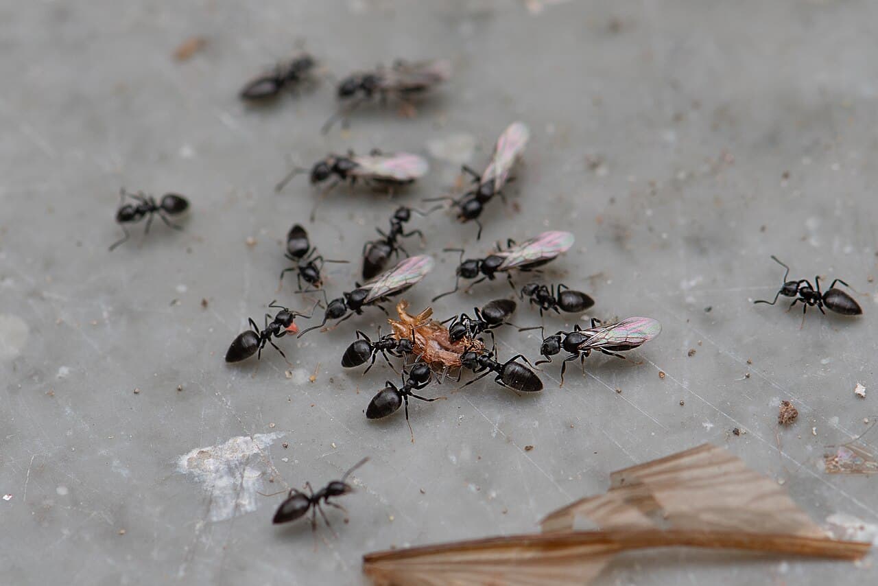 White-footed ant workers (Technomyrmex), dark bodies with pale tarsi on a plant stem
