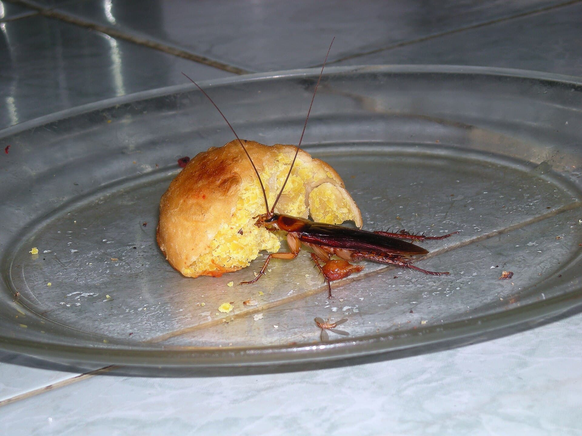 American cockroach (Periplaneta americana), large reddish-brown adult