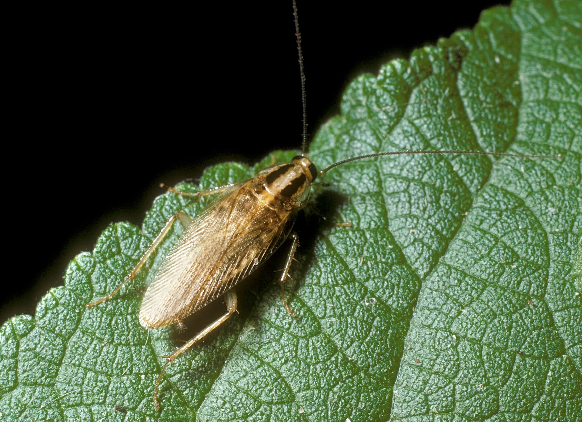 Asian cockroach (Blattella asahinai) adult, similar in size to the German cockroach
