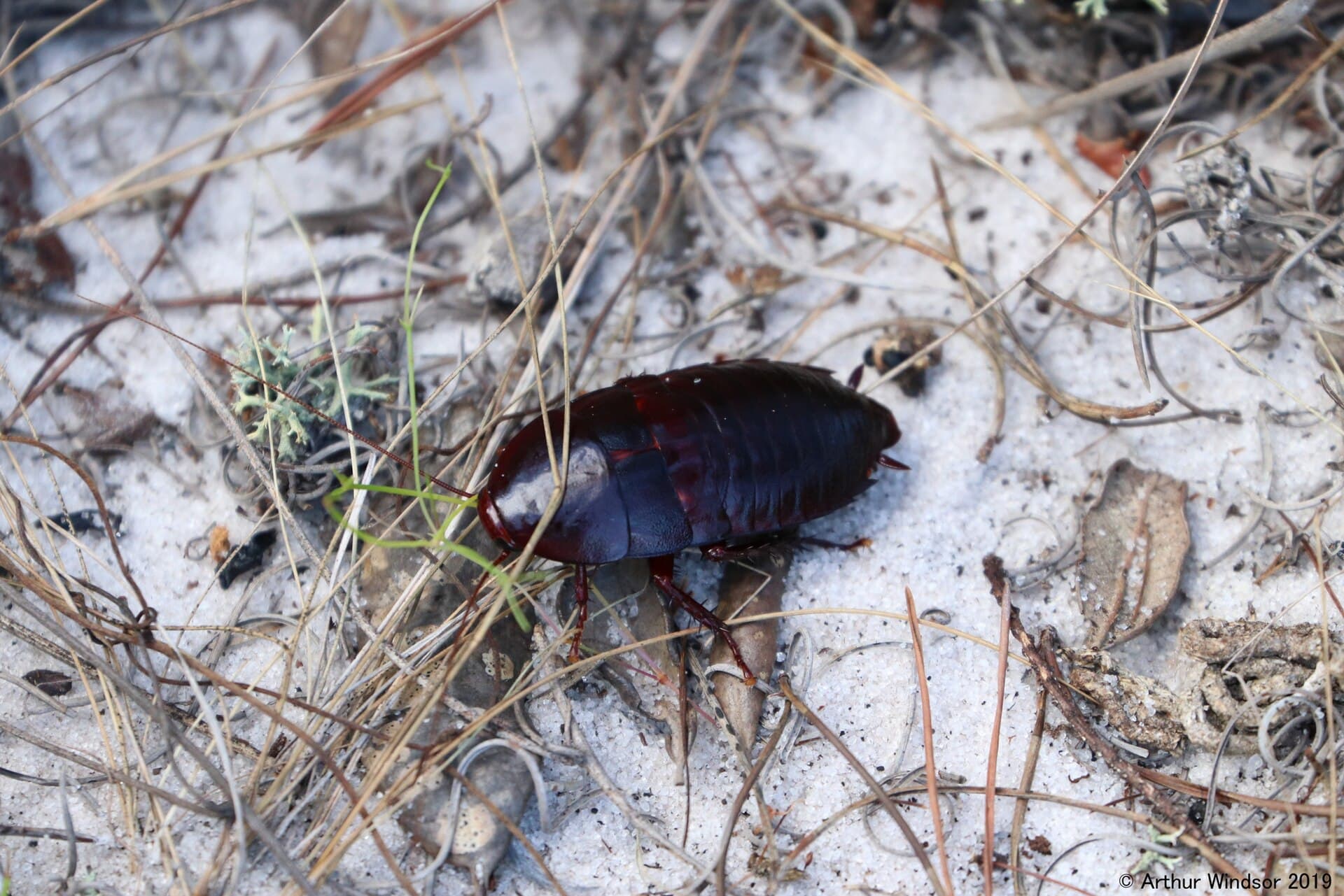 Florida woods cockroach (Eurycotis floridana) adult on wood