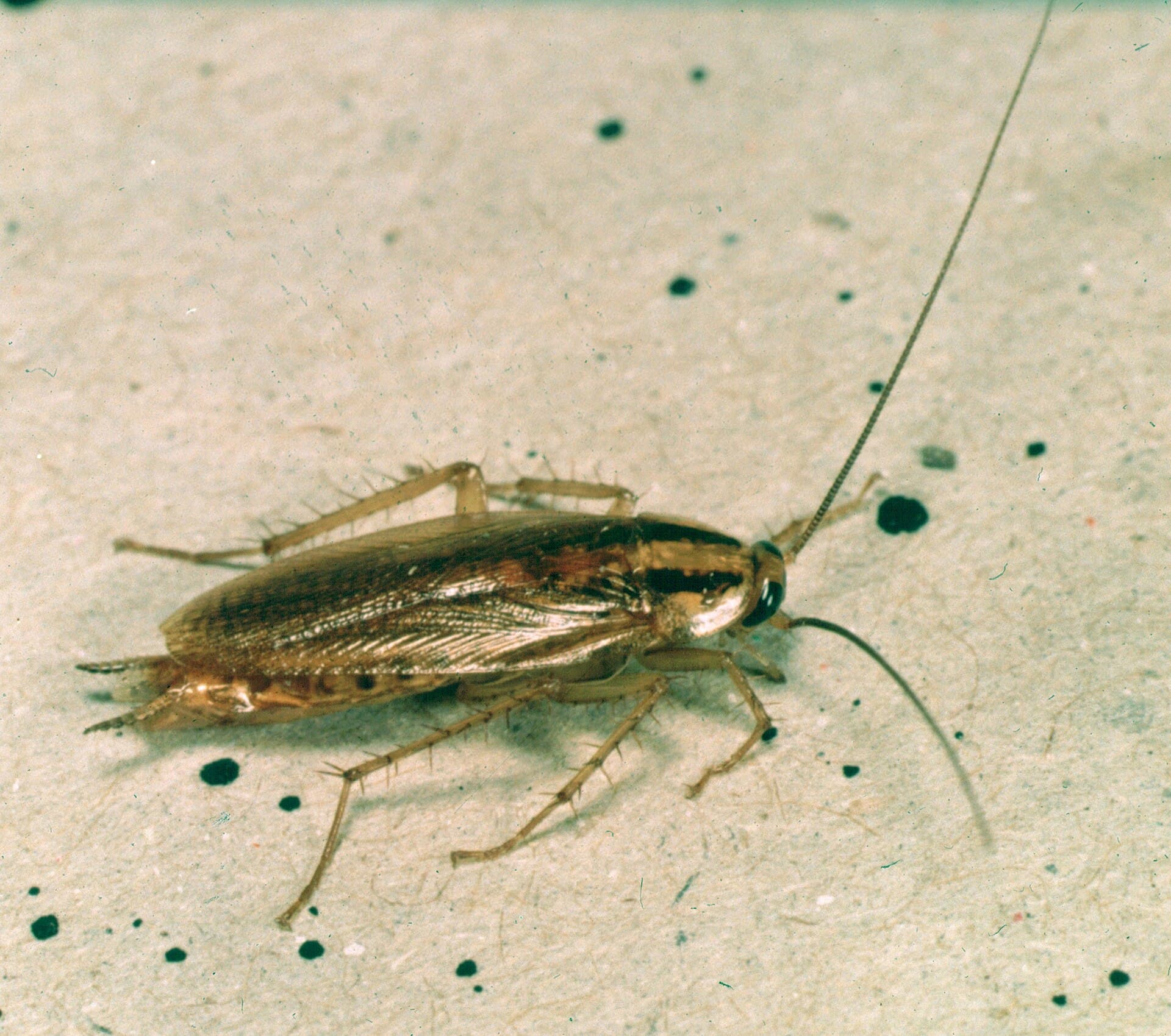 German cockroach (Blattella germanica) adult, light brown with two dark stripes on the pronotum