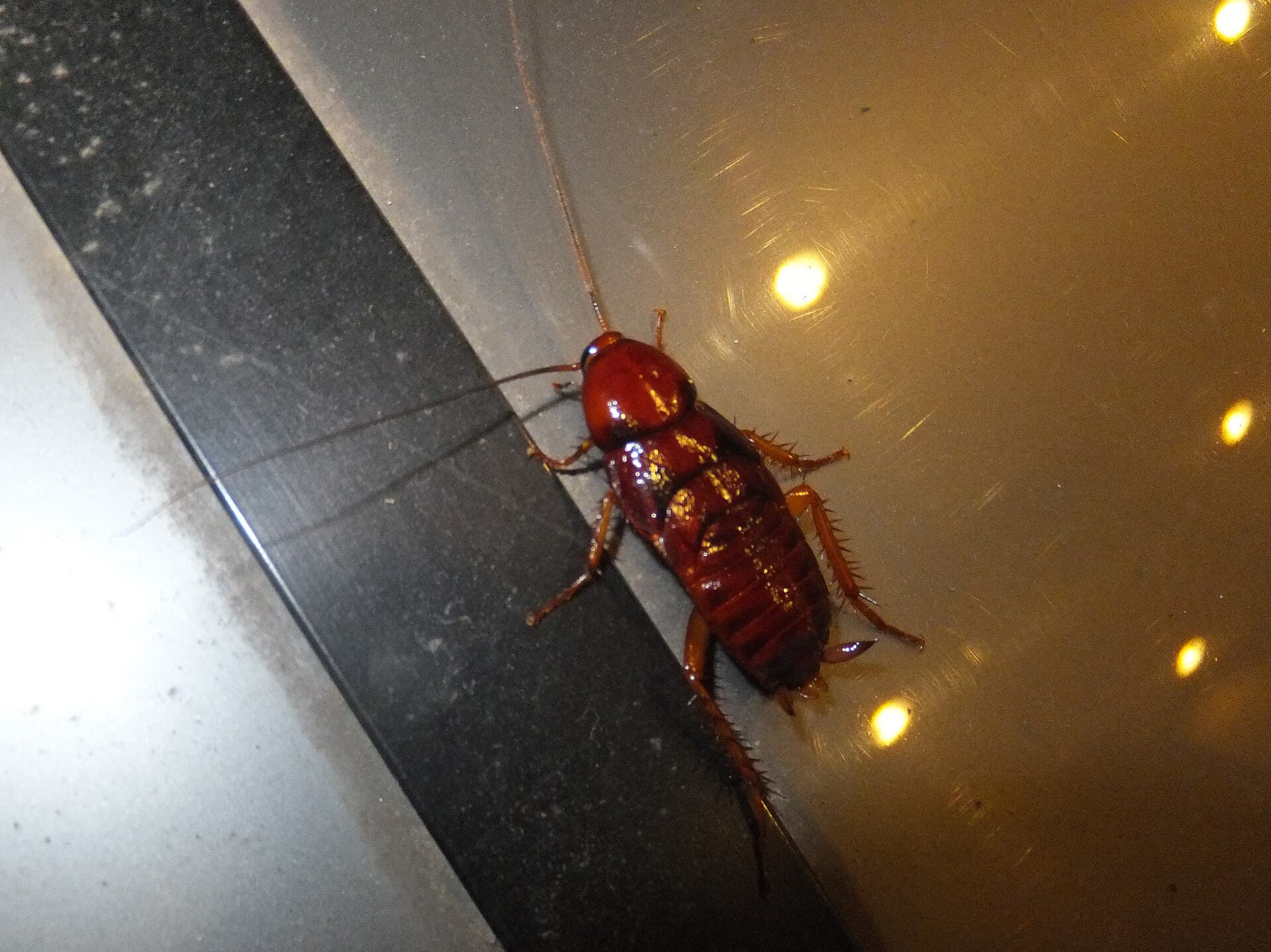 Smokybrown cockroach (Periplaneta fuliginosa), dark uniform adult