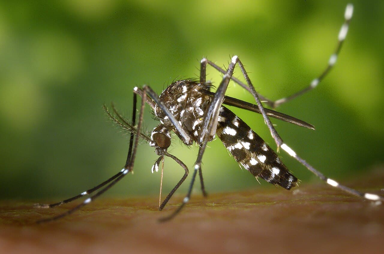 Asian tiger mosquito (Aedes albopictus), black with white leg stripes