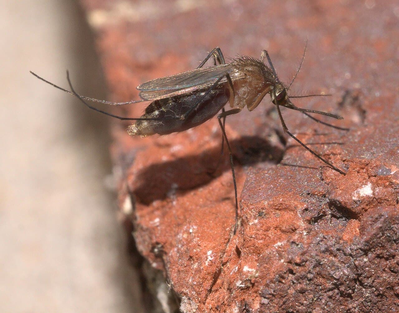 Southern house mosquito (Culex quinquefasciatus) adult at rest