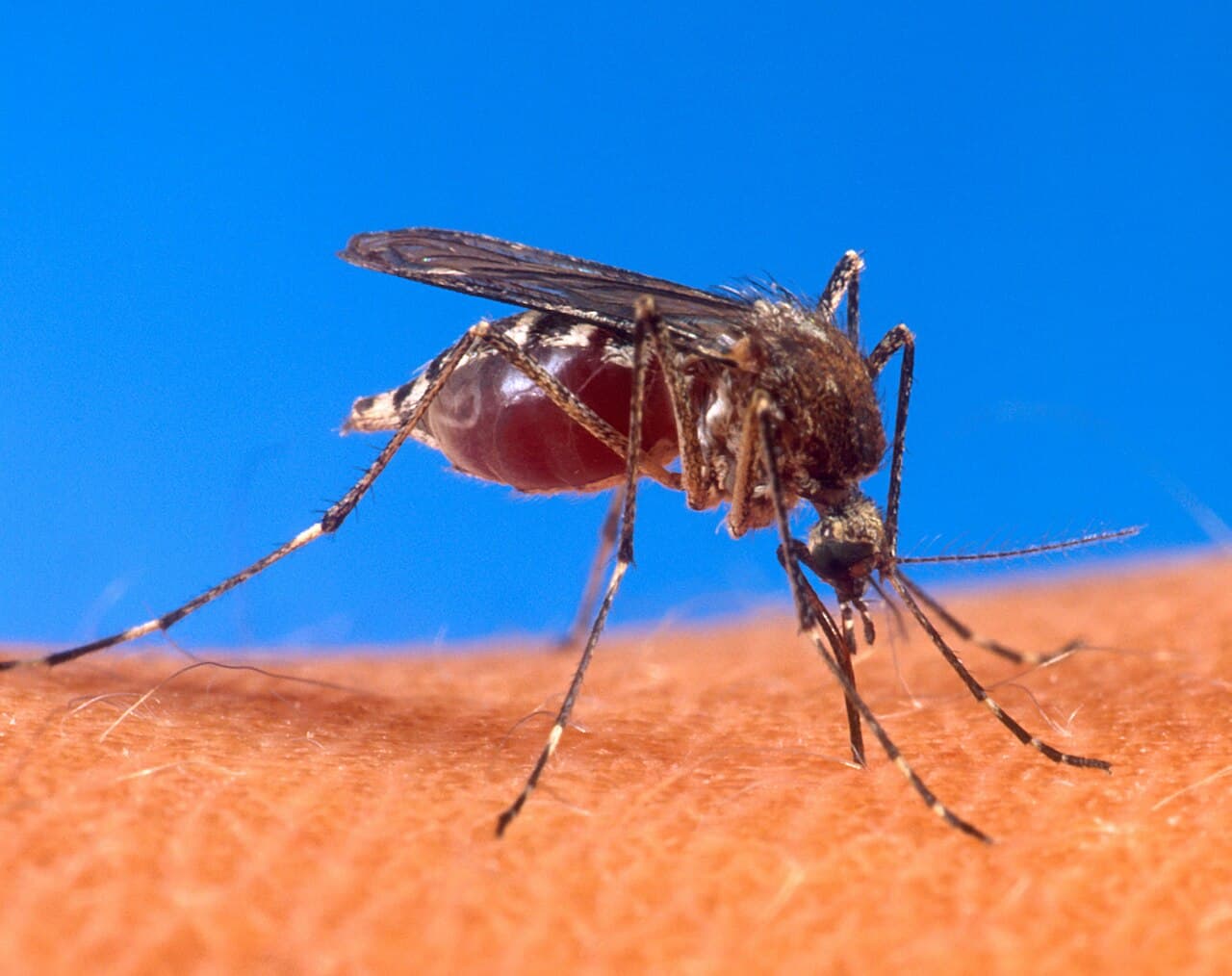 Yellow fever mosquito (Aedes aegypti) feeding, showing white thoracic markings