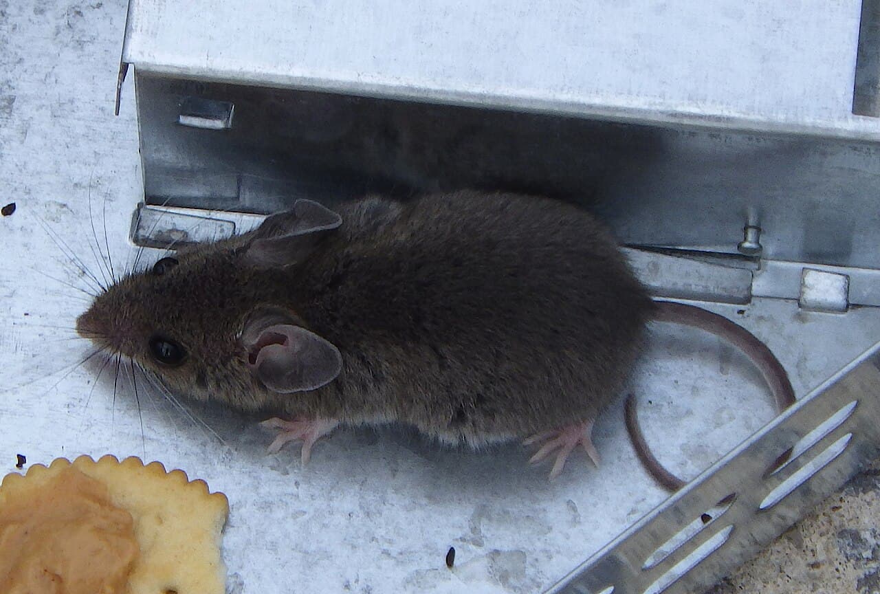 House mouse (Mus musculus) in a natural setting