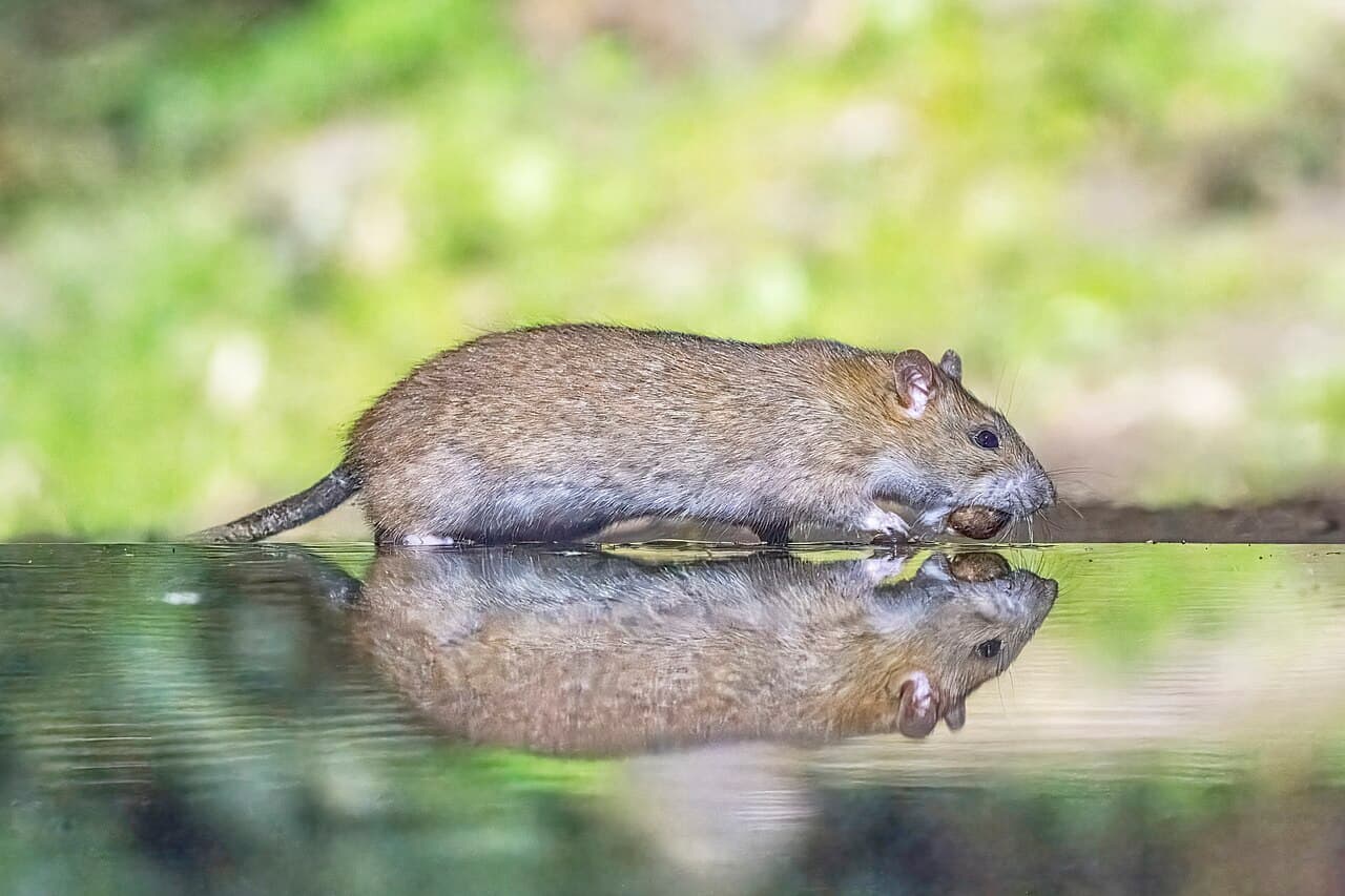 Norway rat (Rattus norvegicus), also called brown rat