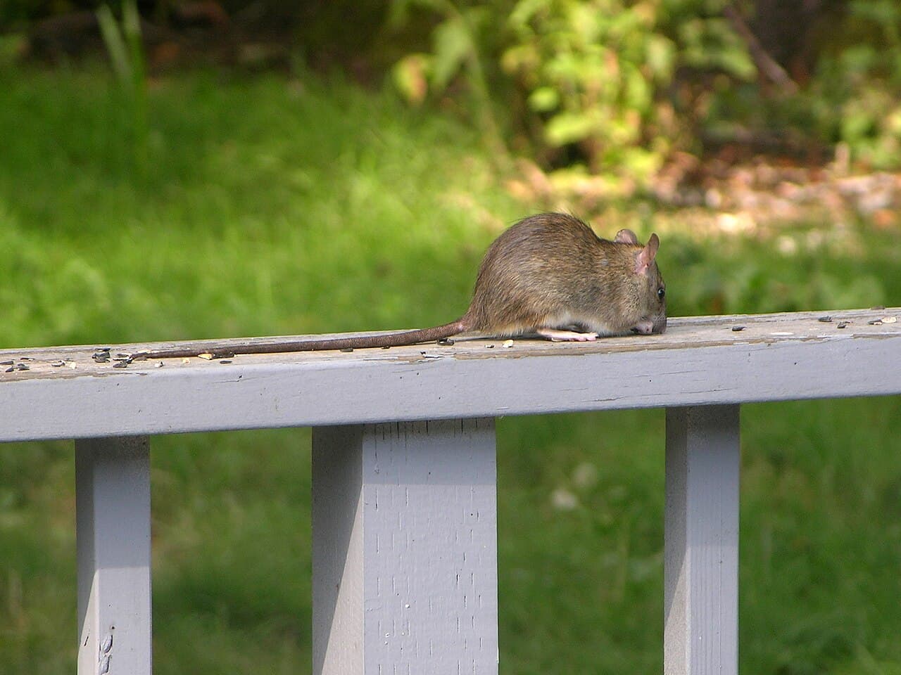 Roof rat (Rattus rattus), also called black rat, with a long tail
